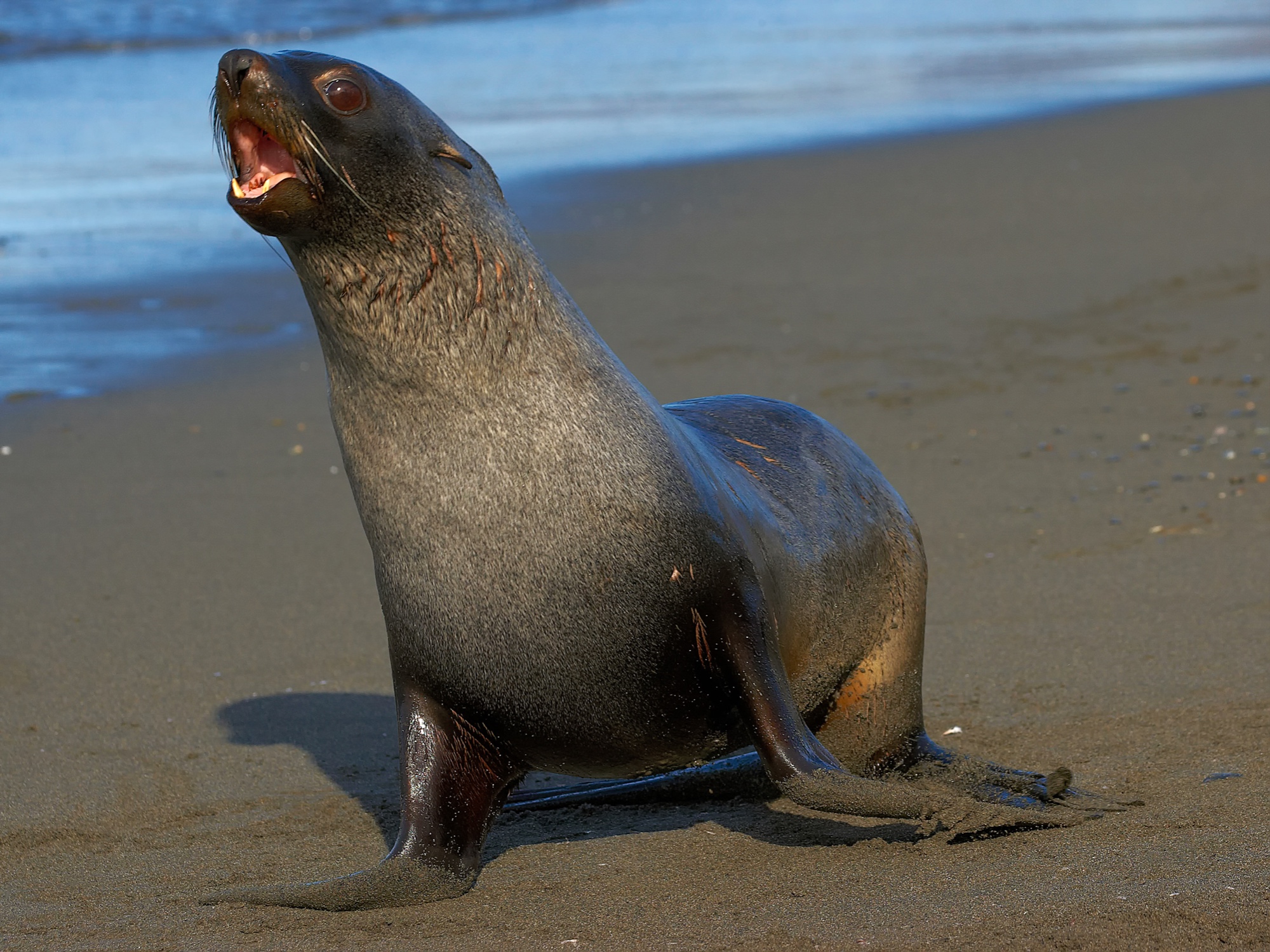 young fur seal