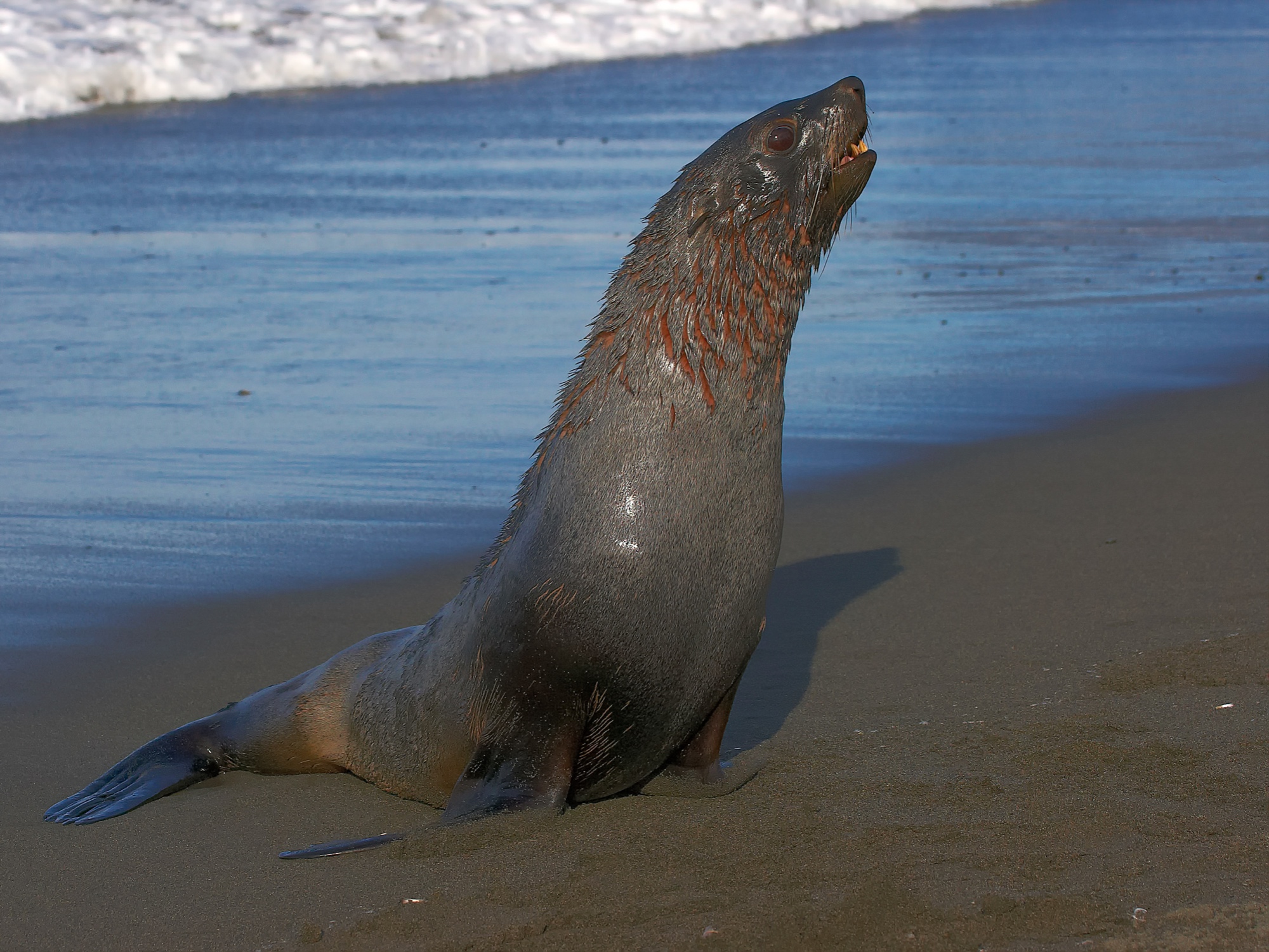 young fur seal