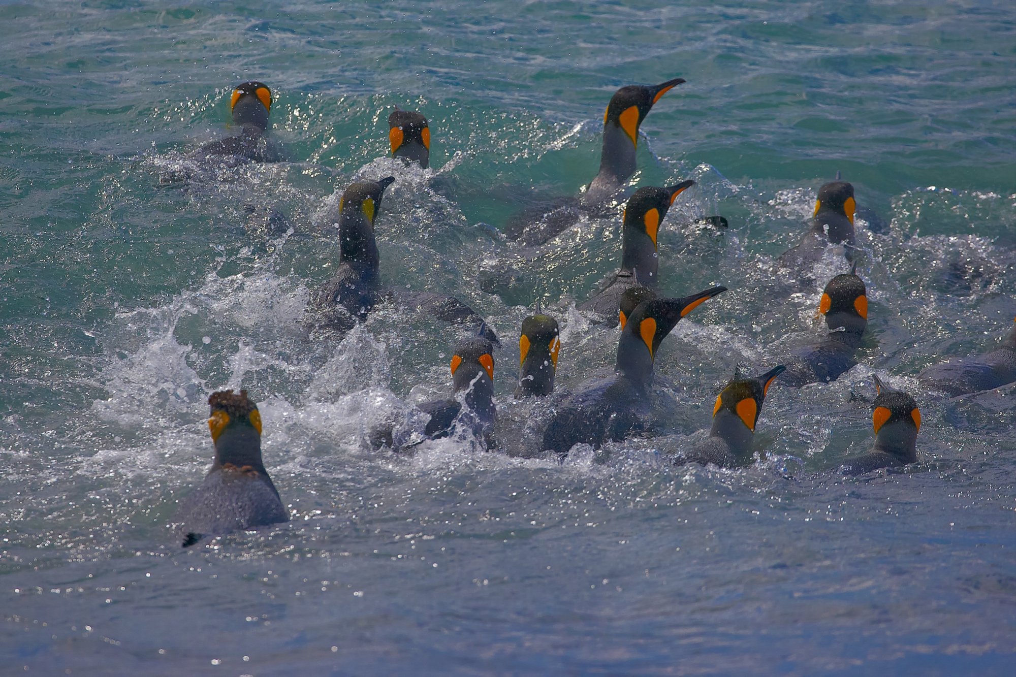 bathing king penguins