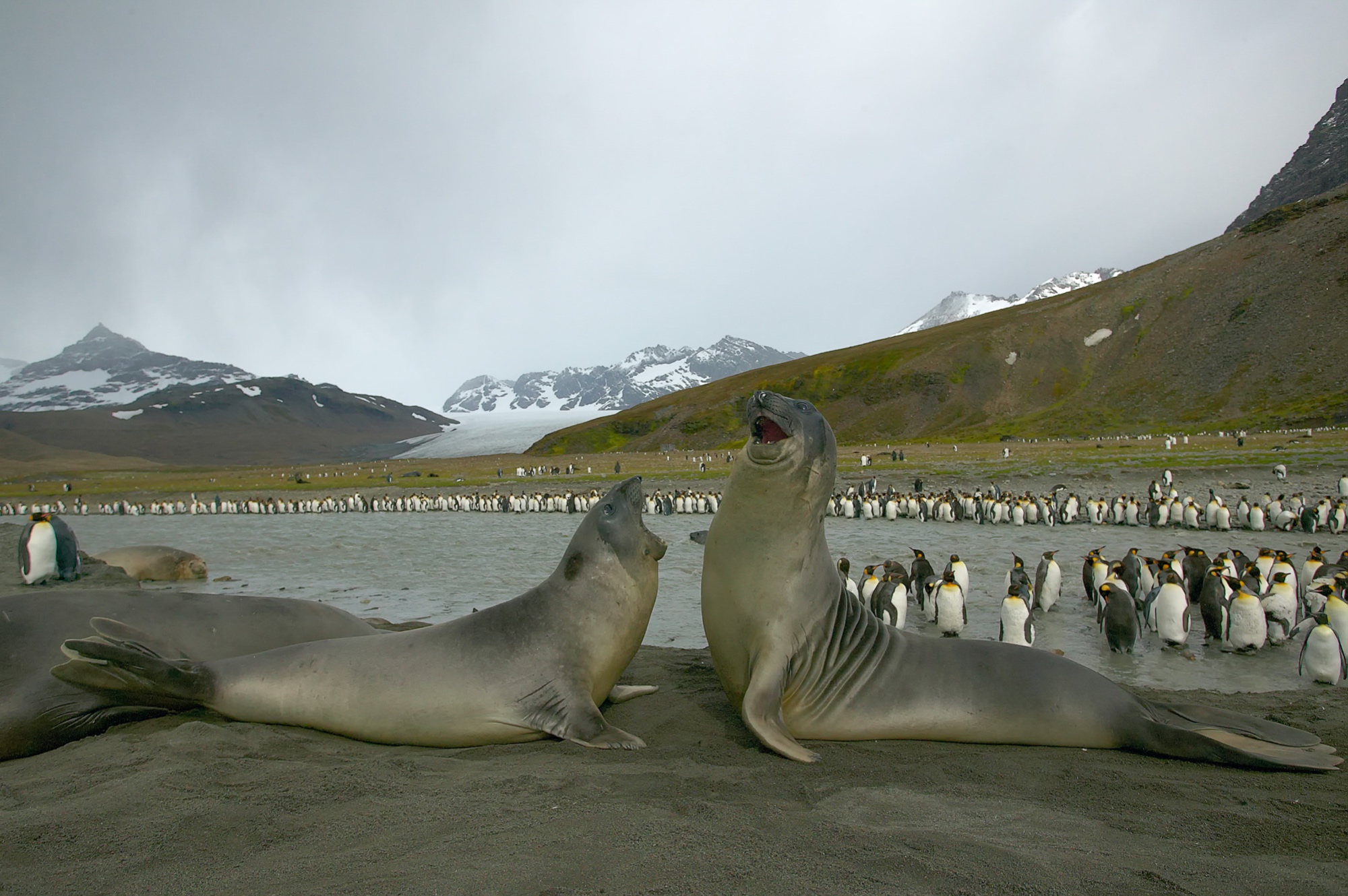 elephant seals fighting