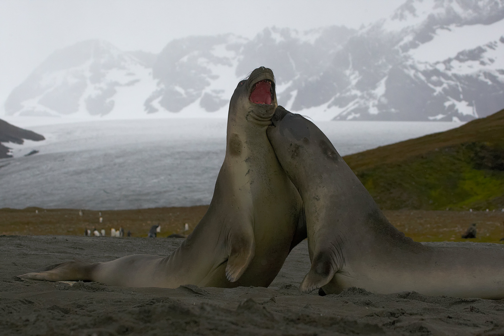 elephant seals fighting at St. Andrews Bay