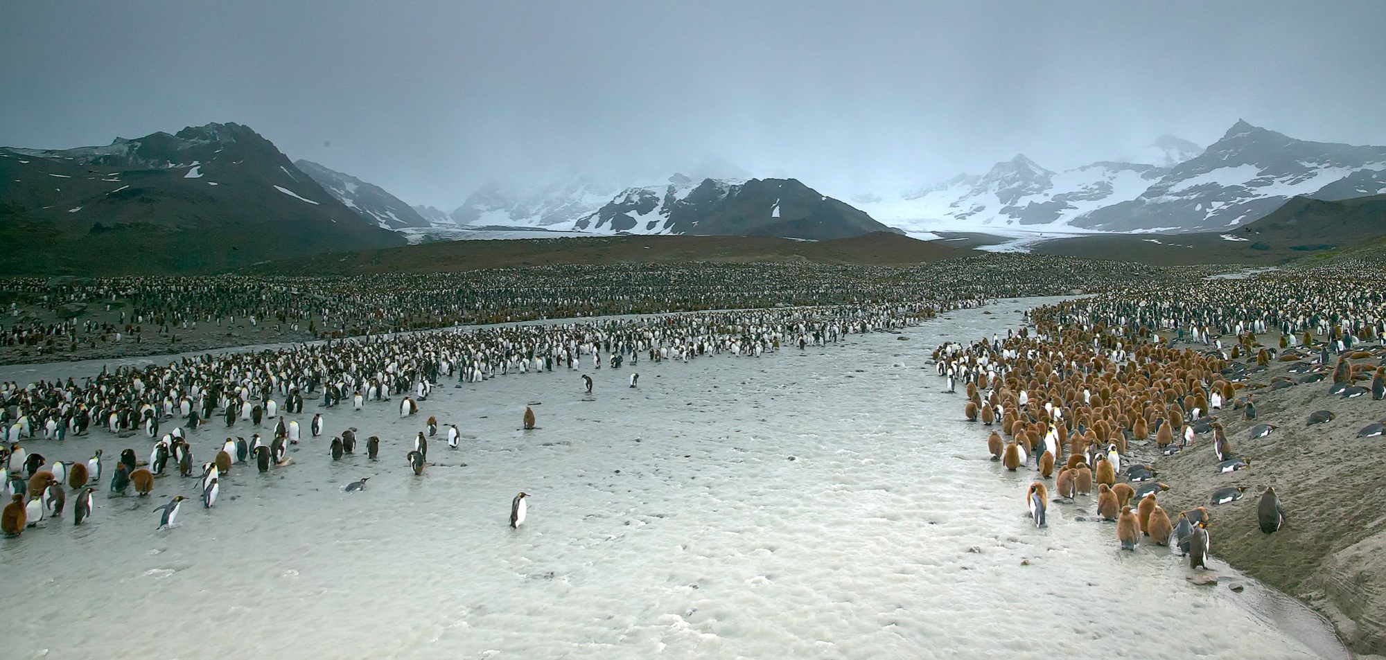 hundreds of thousands of king penguins in St. Andrews Bay, South