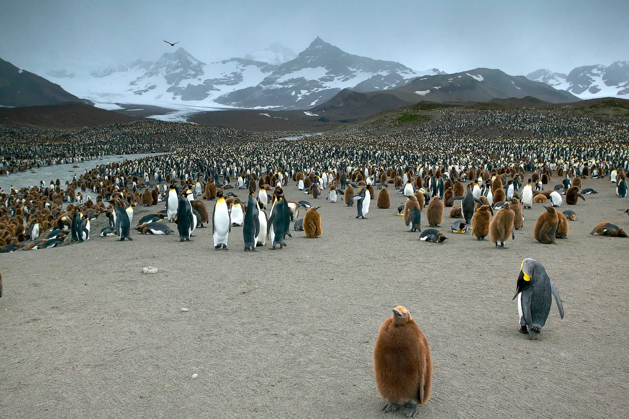 hundreds of thousands of king penguins in St. Andrews Bay, South