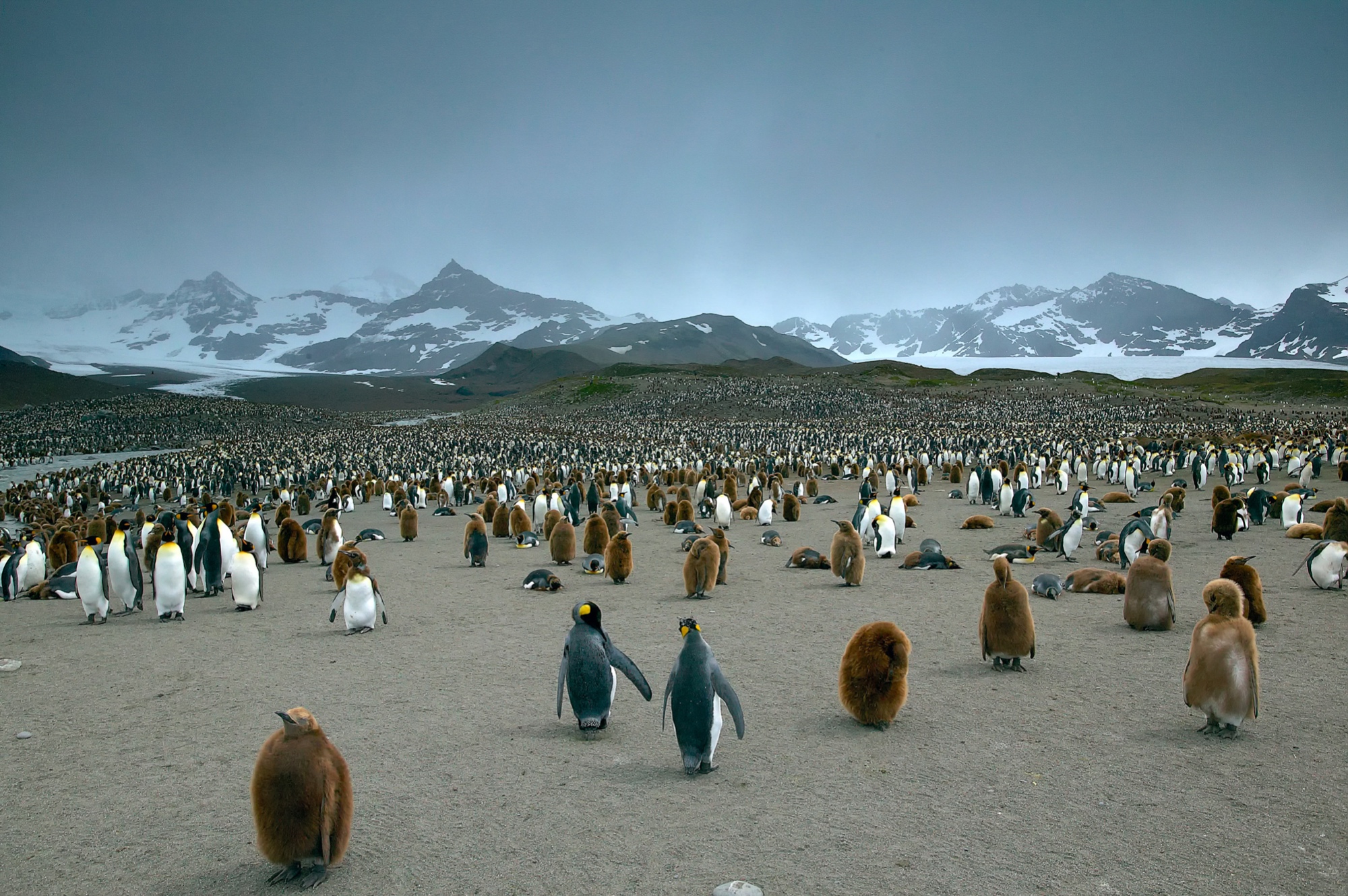 hundreds of thousands of king penguins in St. Andrews Bay, South