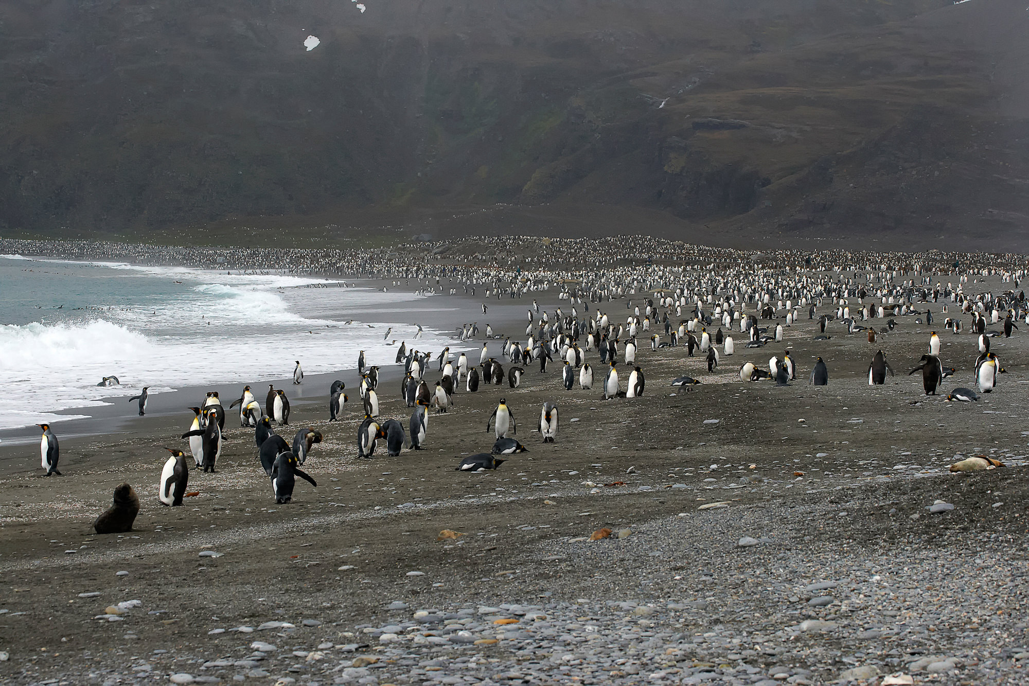 hundreds of thousands of king penguins in St. Andrews Bay, South