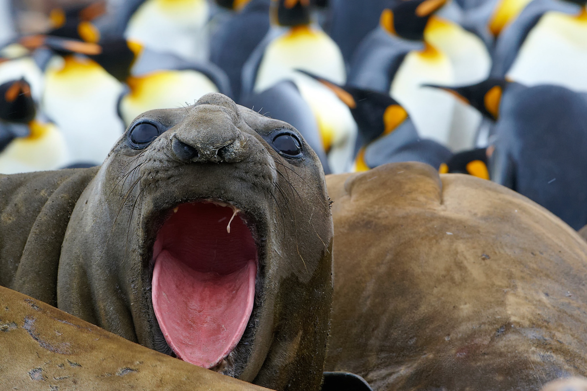 threatening elephant seal at St. Andrews Bay