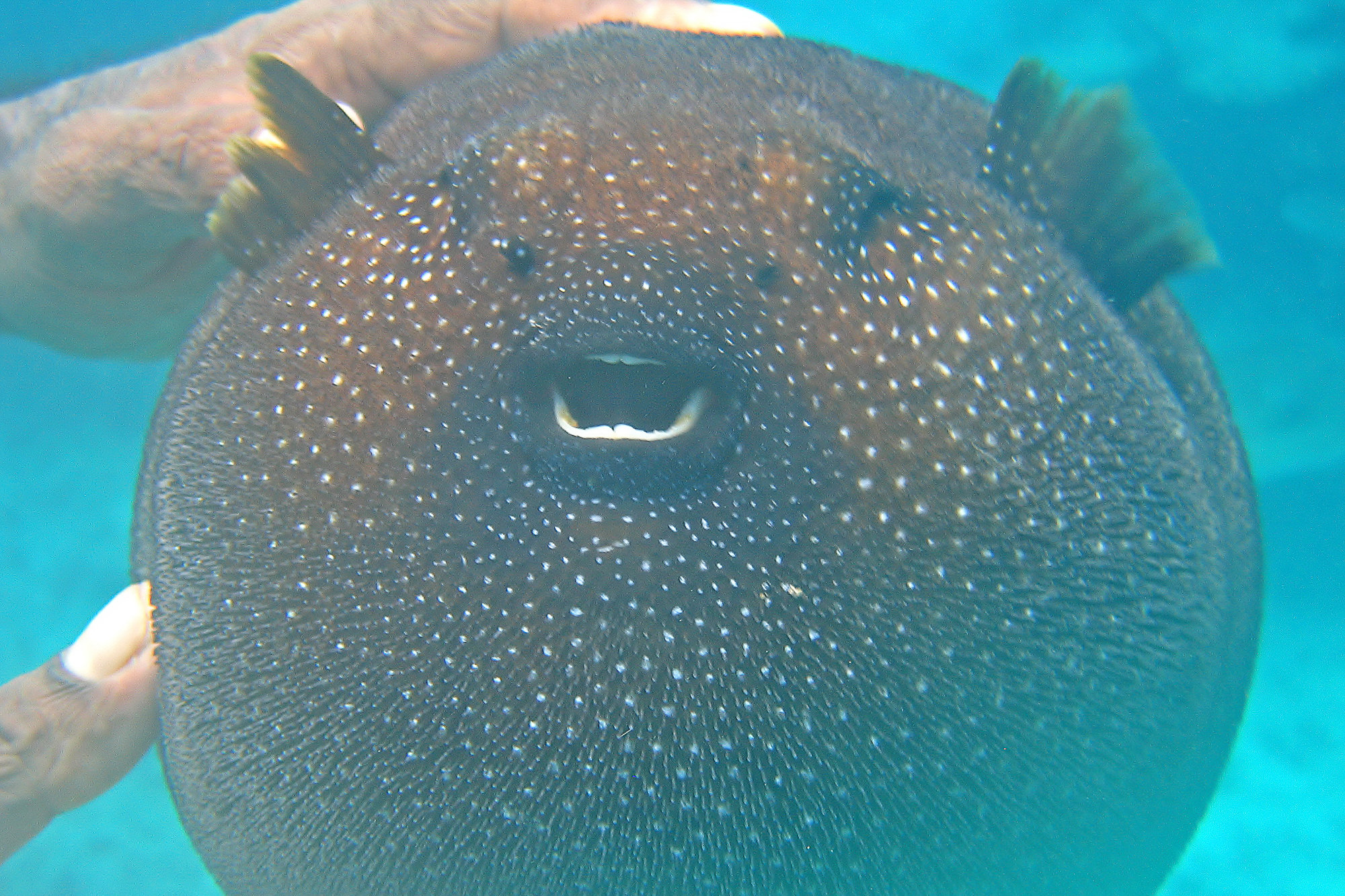 puffer fish