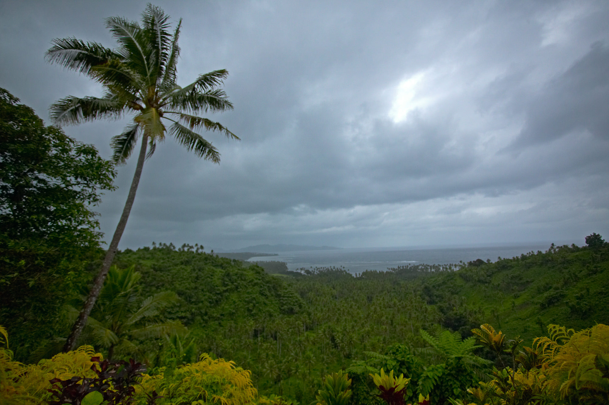 rainforest, Taveuni Island
