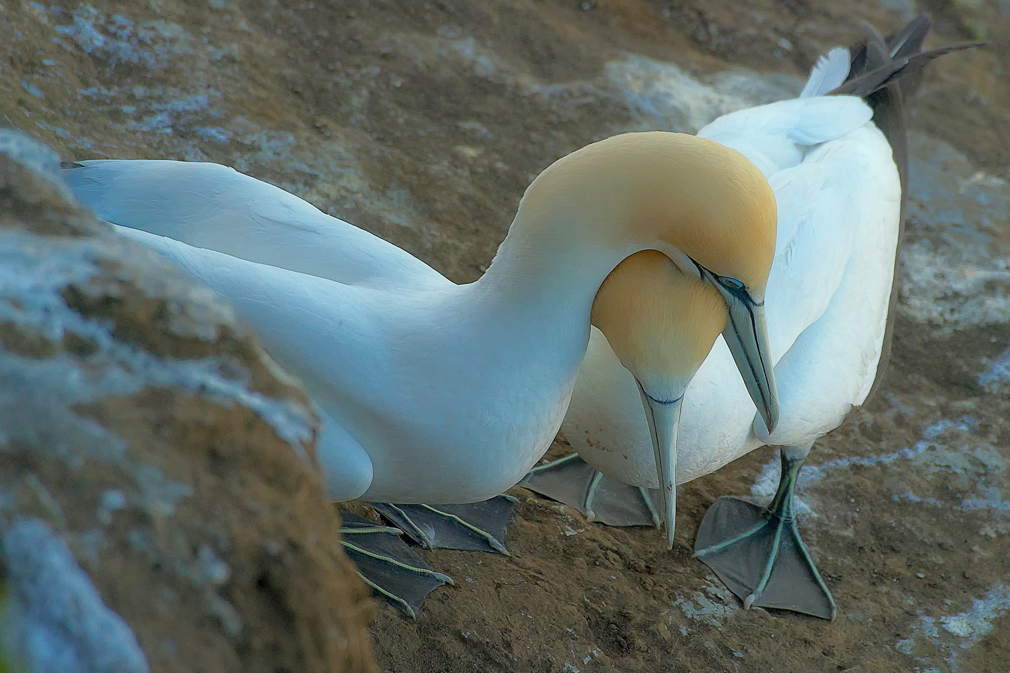gannets in love