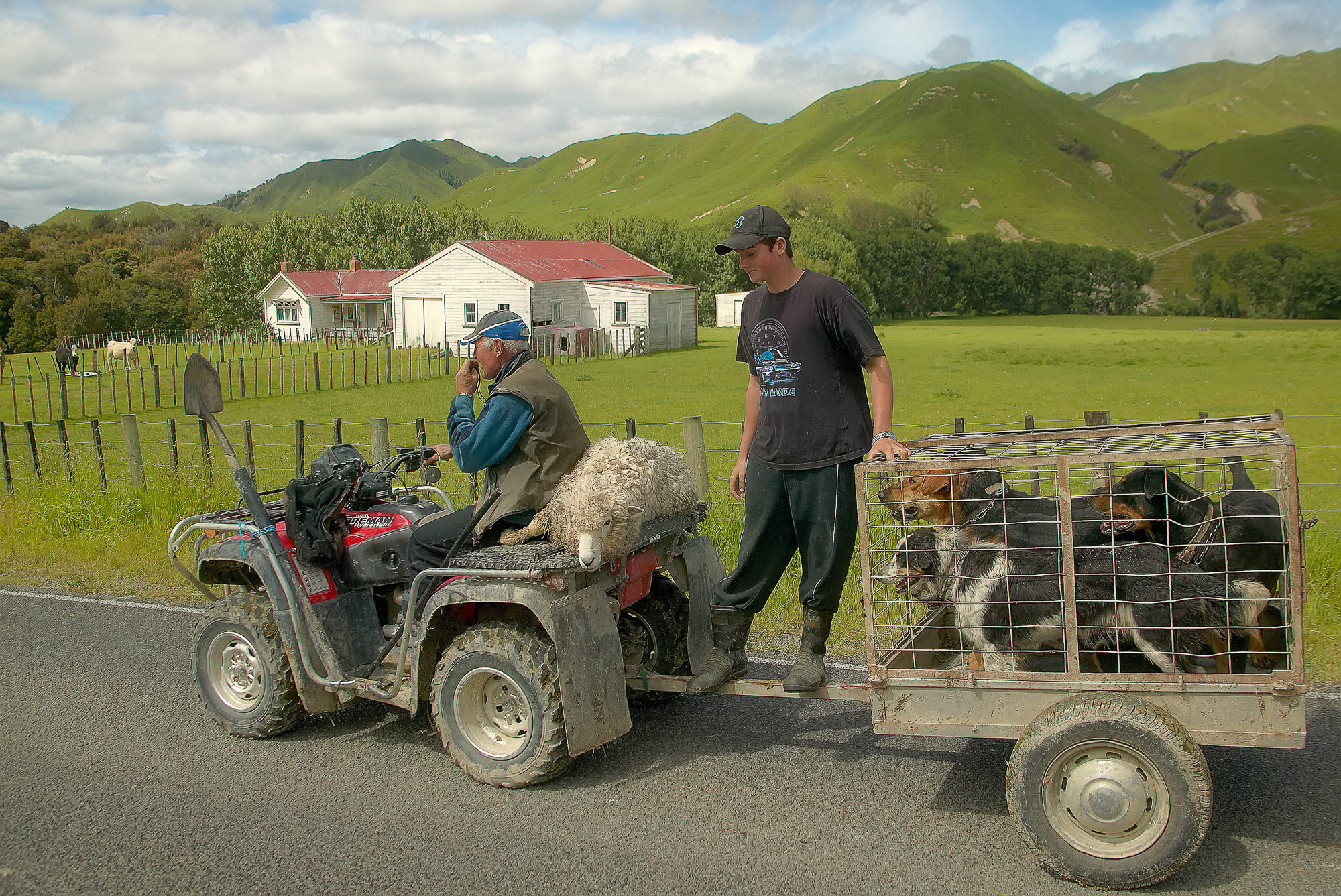 typical New Zealand scene