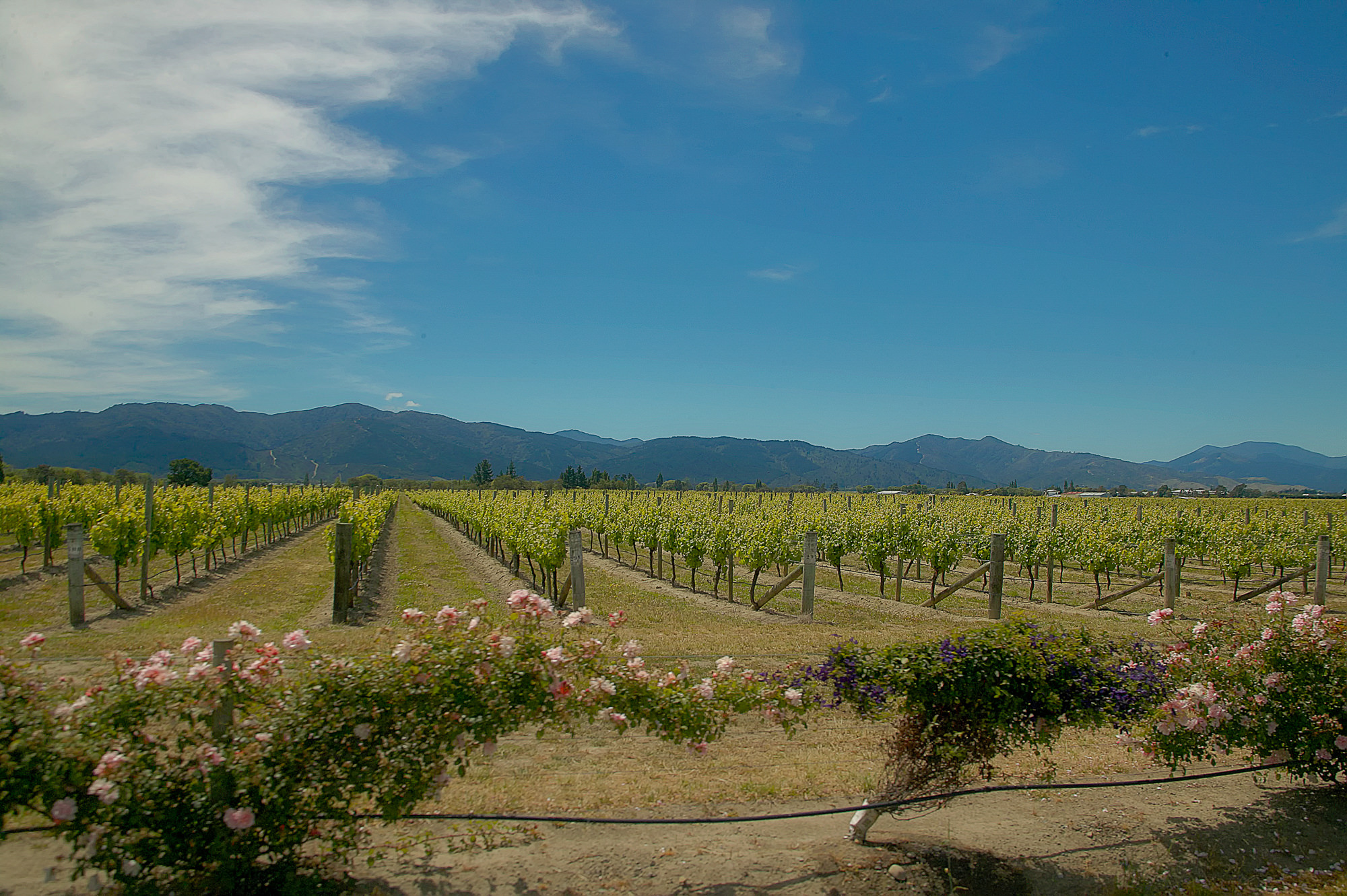 wineland New Zealand