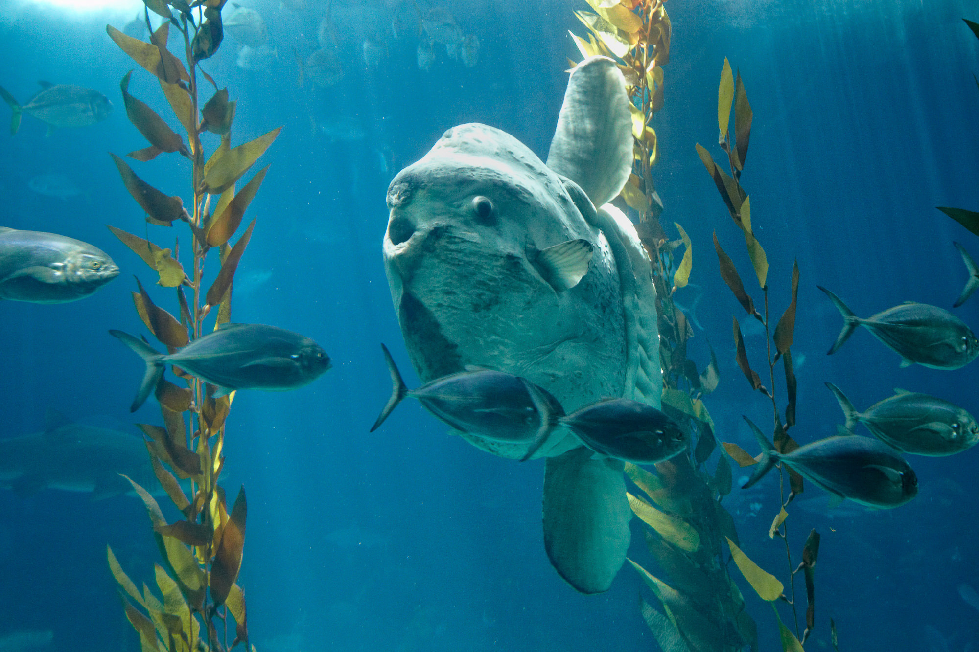 Oceanário de Lisboa