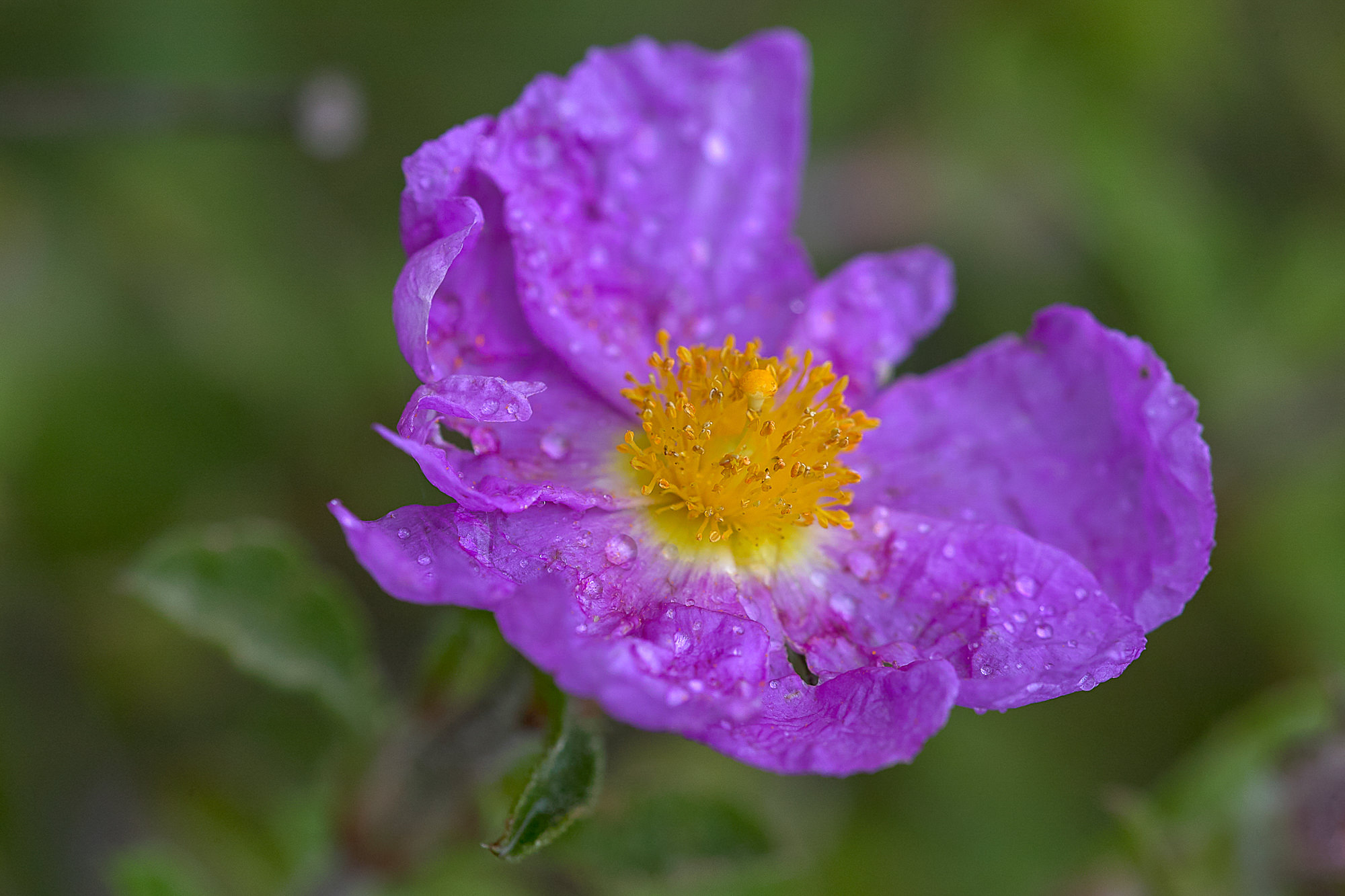 cistus rose