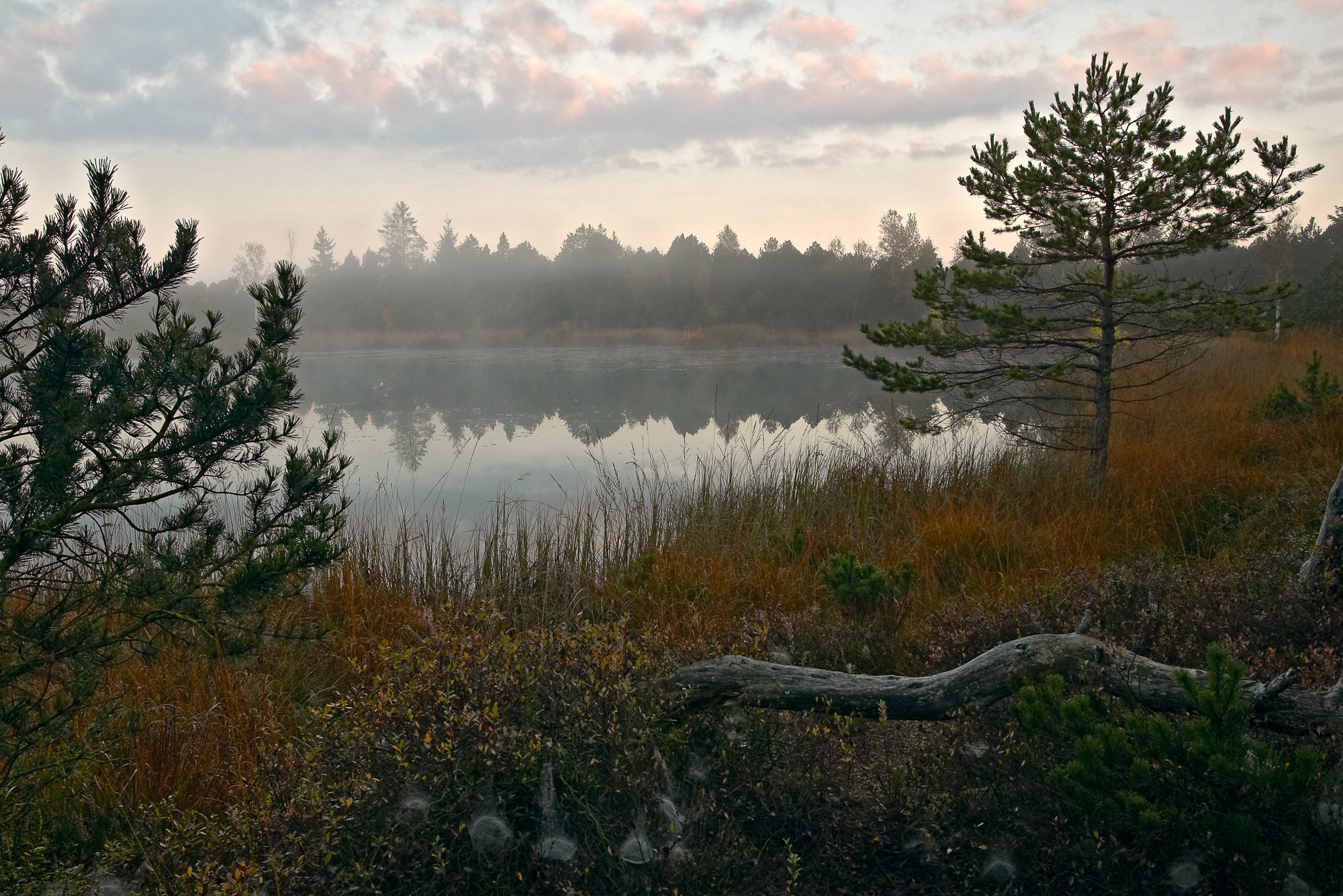 morning in the bog