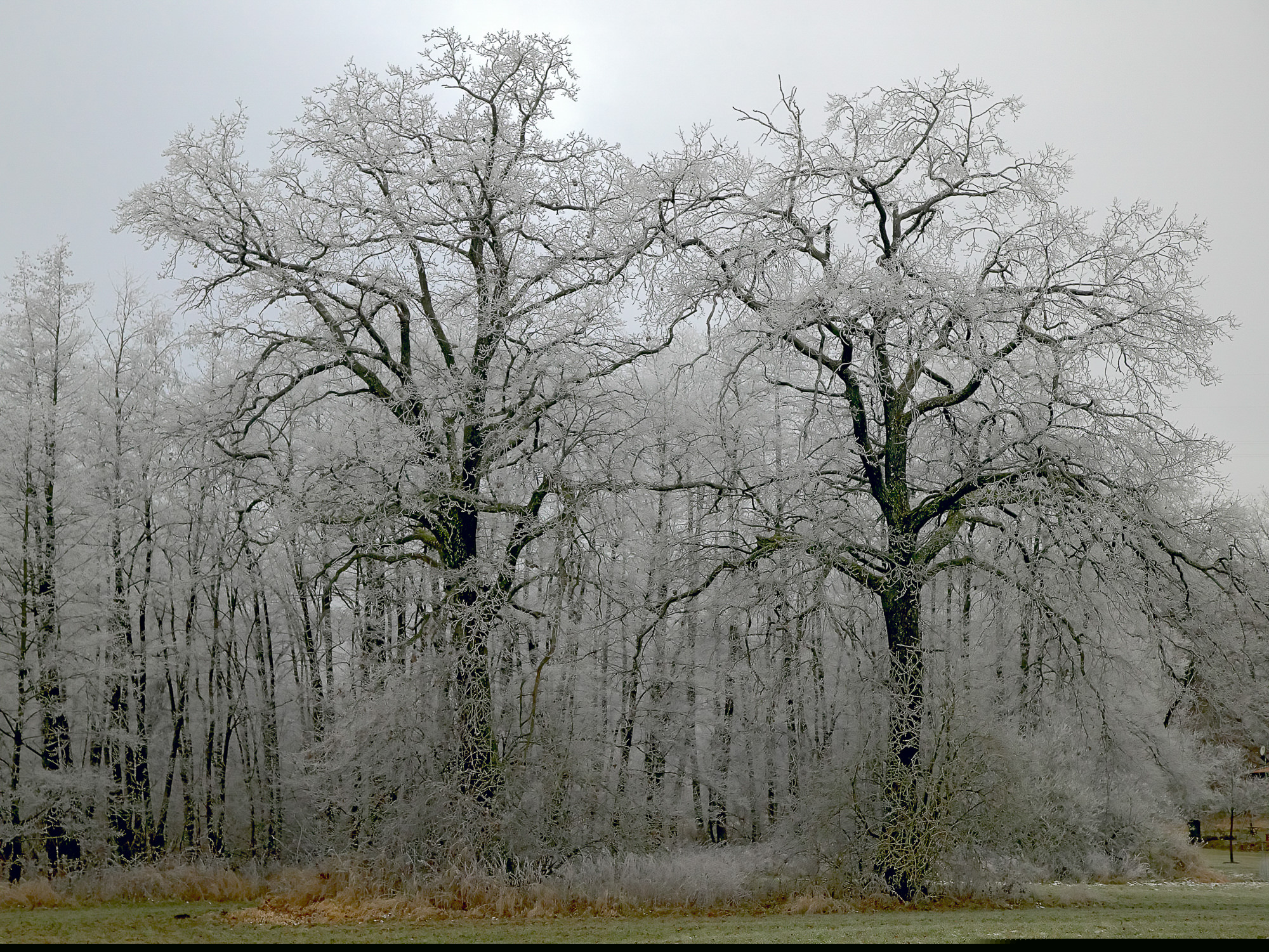 hoarfrost