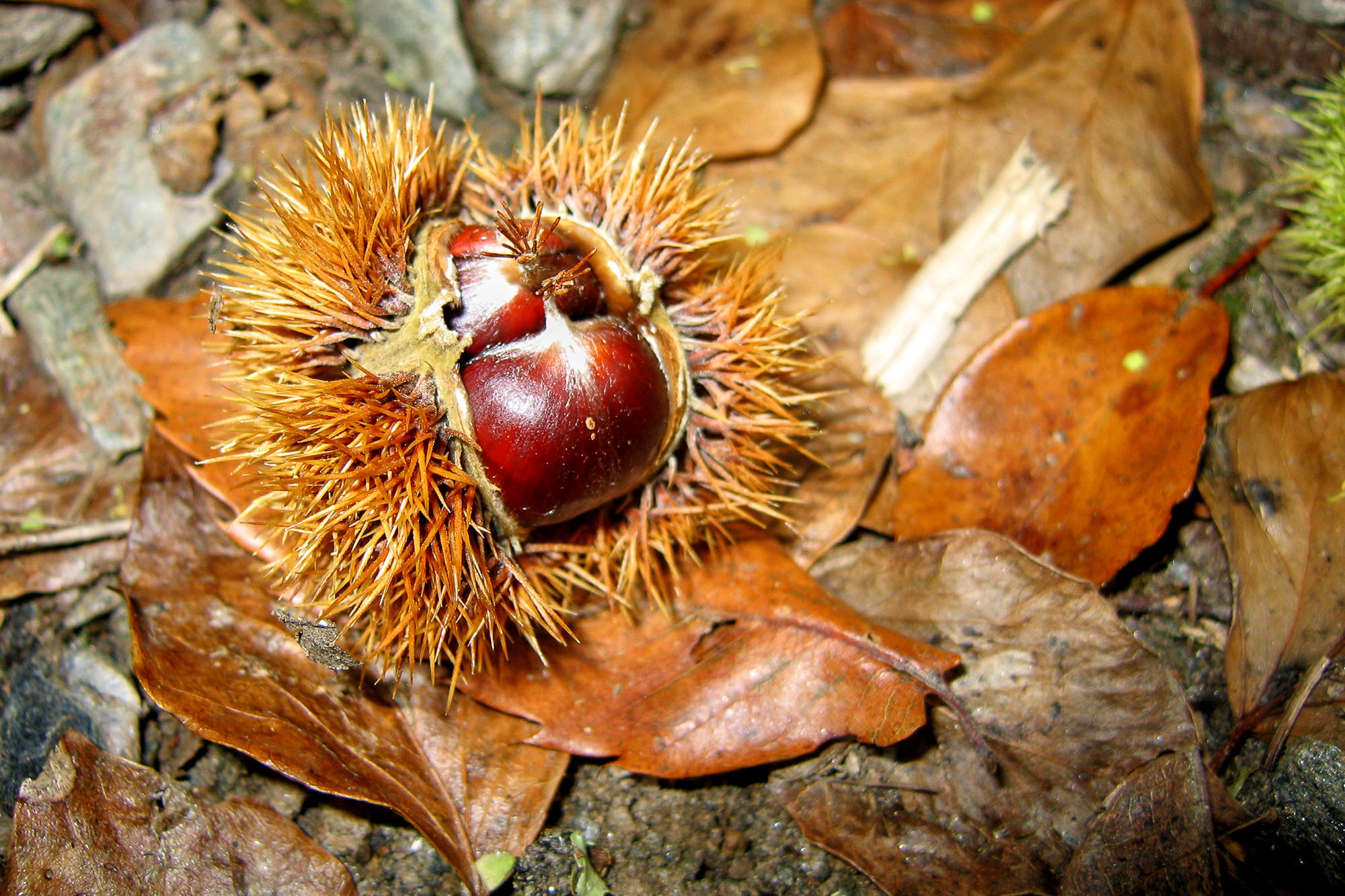 Day 7: From Conques to  Decazeville