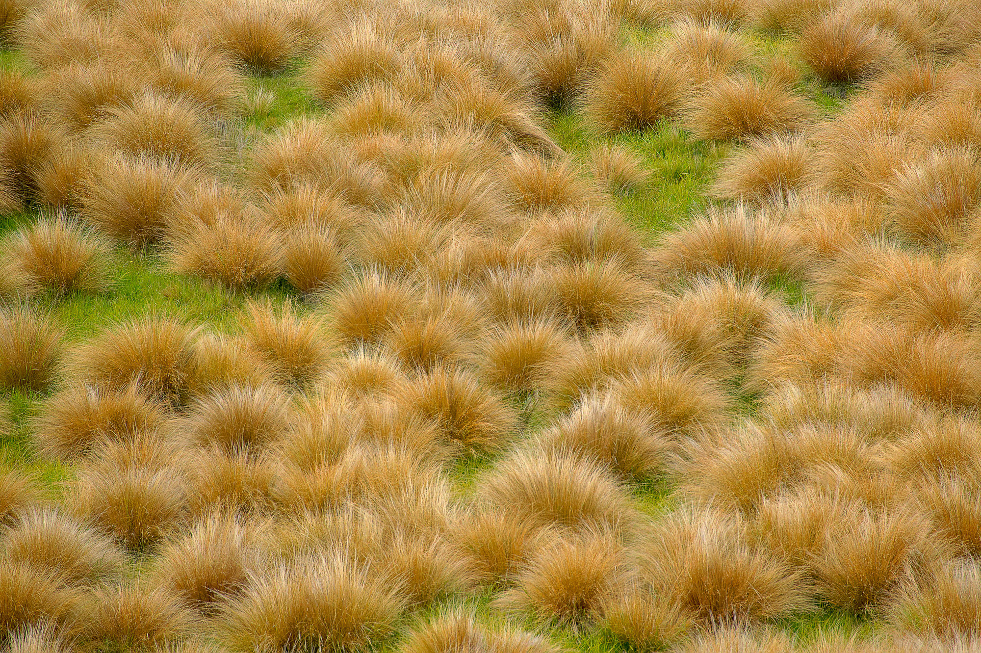 tussok gras, New Zealand
