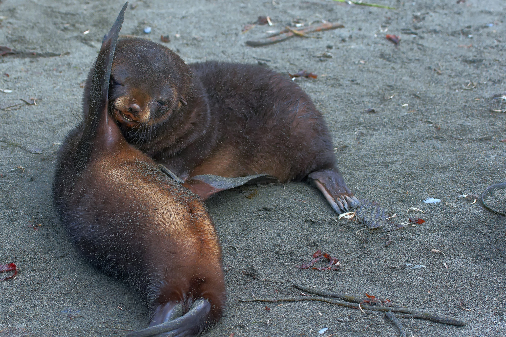 young sea lions playing, South Georgia