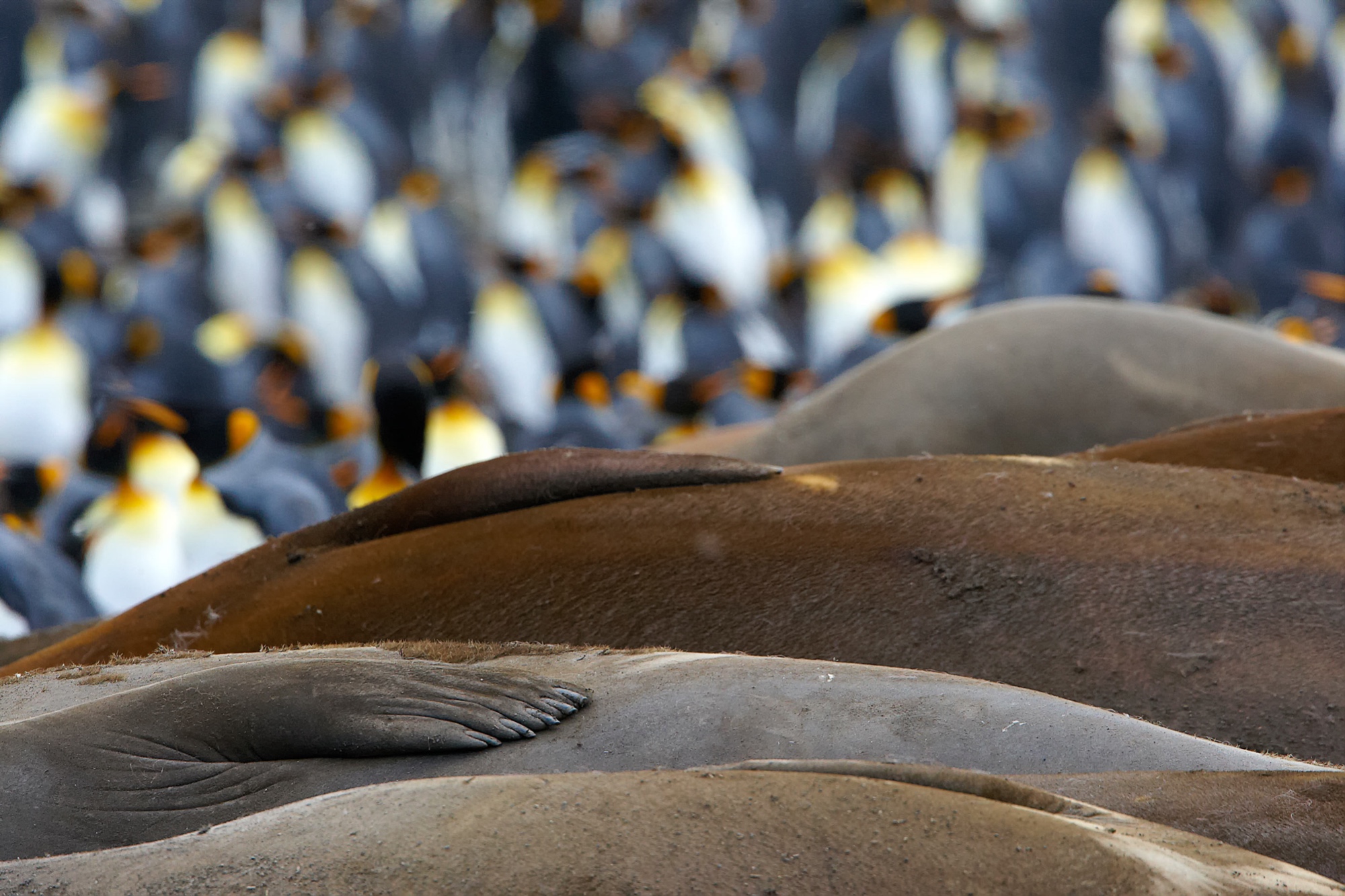 elephant seals at St. Andrews Bay, South Georgia